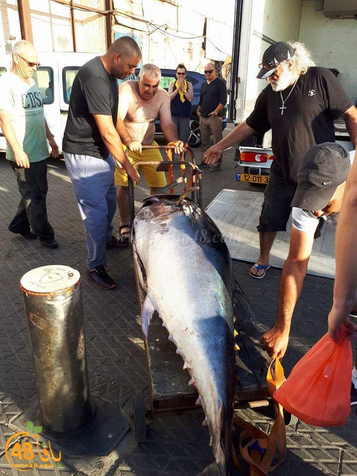 tuna fish yaffa (5).jpg